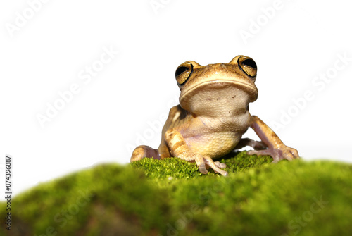 Sapo - Bokermannohyla cf. nanuzae