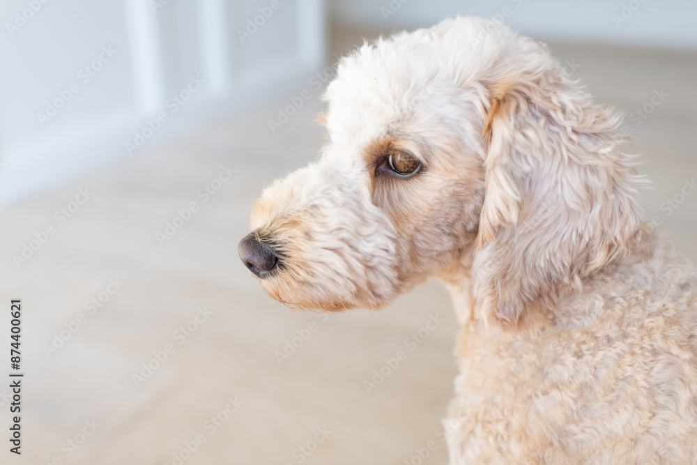 Side Profile Image of Golden Doodle Mini Side Profile Image of Golden Doodle Mini