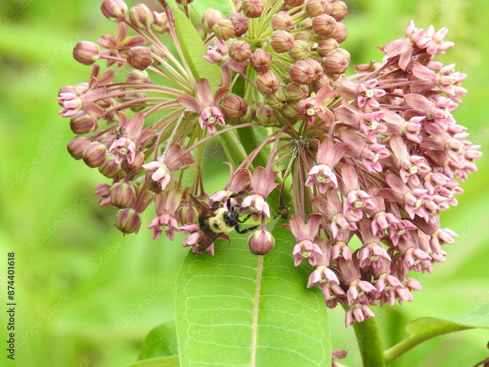 Obraz premium Eastern bumble bee pollinating a bloomed, common milkweed plant. Cherry Valley National Wildlife Refuge, Monroe County, Stroudsburg, Pennsylvania.