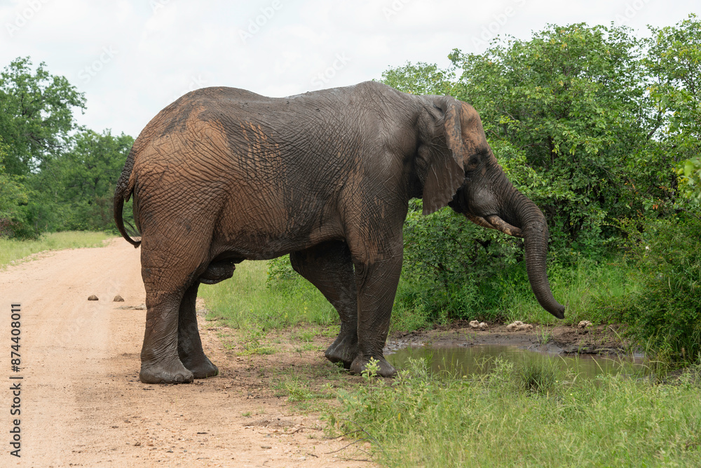 Obraz premium Éléphant d'Afrique, Loxodonta africana, Parc national Kruger, Afrique du Sud