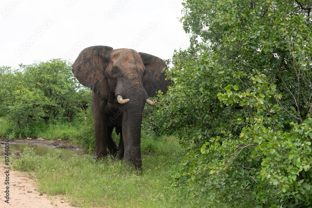 Obraz premium Éléphant d'Afrique, Loxodonta africana, Parc national Kruger, Afrique du Sud
