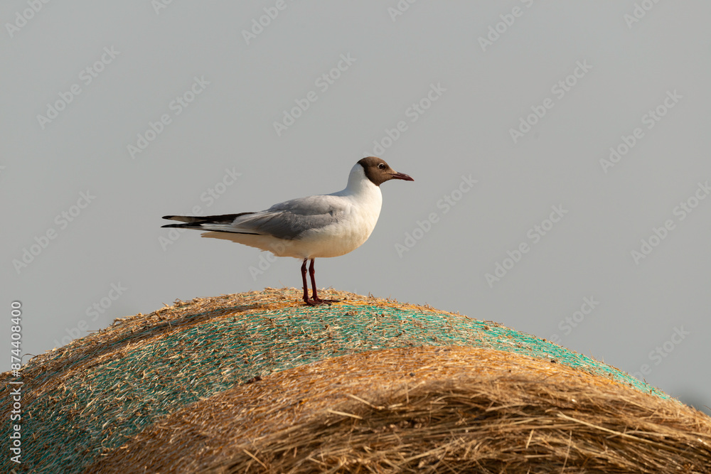 Mouette rieuse,.Chroicocephalus ridibundus, Black headed Gull Mouette rieuse,.Chroicocephalus ridibundus, Black headed Gull
