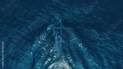aerial view of blue whale in the blue ocean