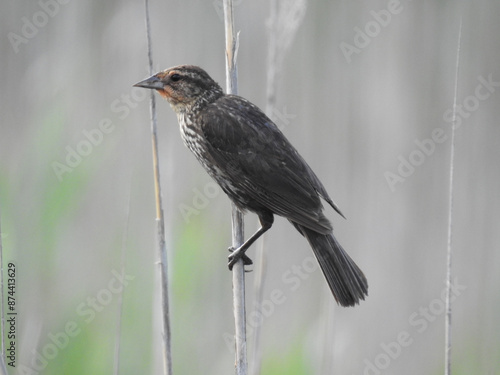 A female, red-winged blackbird, perched on a reed within the wetlands of the Bombay Hook National Wildlife Refuge, Kent County, Delaware.  photo