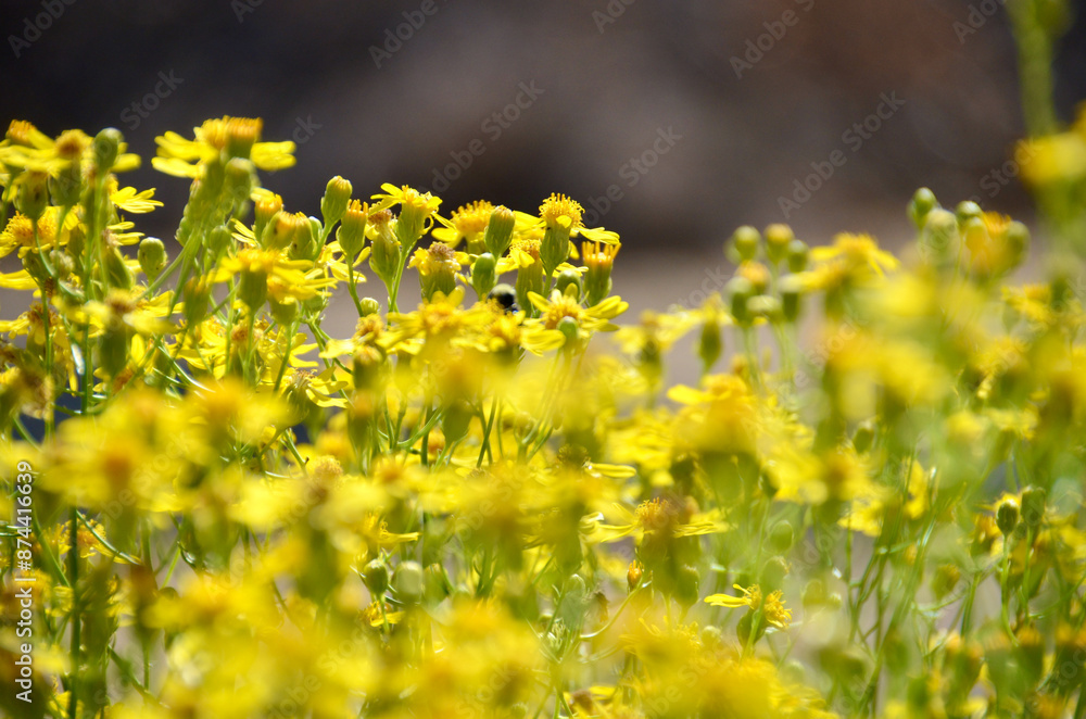 Obraz premium Yellow Flowers in Bloom