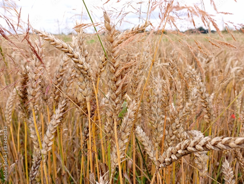 Fototapeta premium Yellow ripe spikes of wheat grain on the field on the background of the sky. Beautiful agricultural landscape in summer with grain crops.