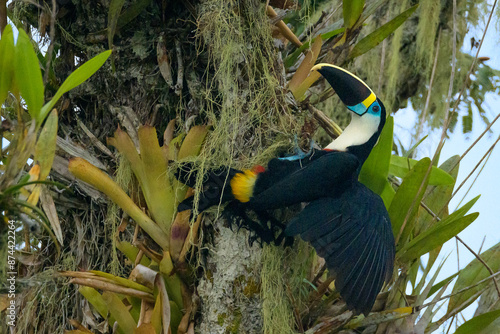 Tucán pechiblanco o tucán de pico rojo (Ramphastos tucanus - Amazonía - Cuyabeno - Ecuador
