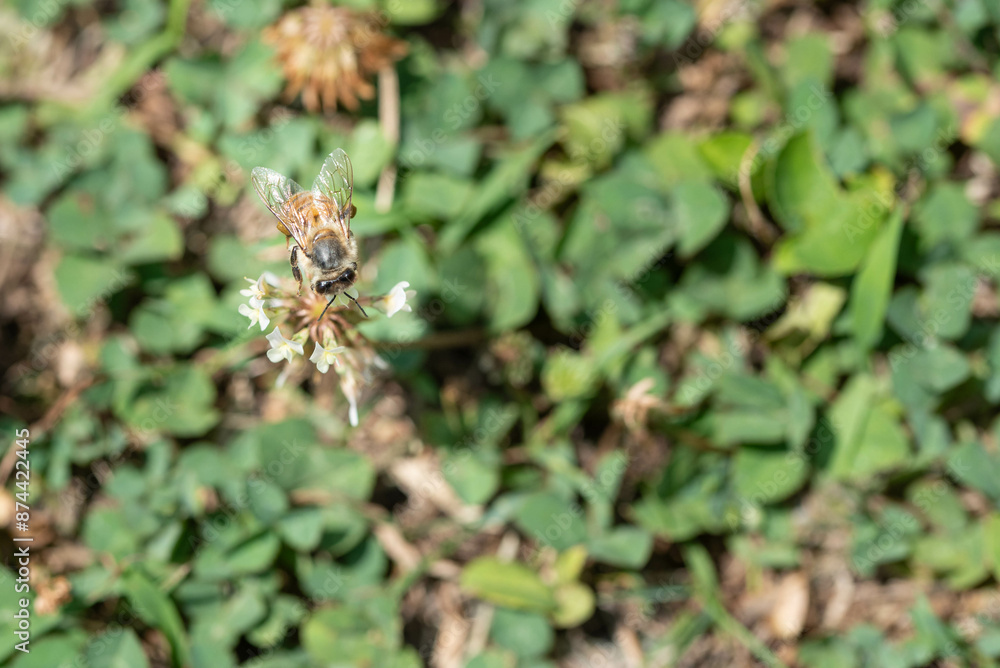 Honeybee with iridescent wings, pollinates tiny white flowers, top view. Honeybee with iridescent wings, pollinates tiny white flowers, top view.