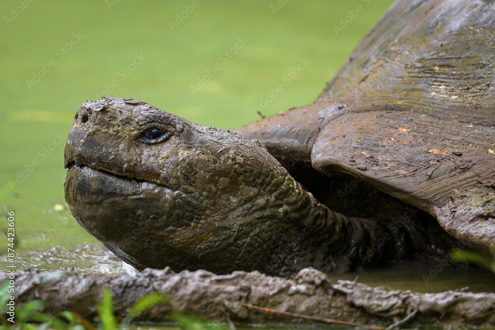 Retrato de tortuga gigante de las gálapagos - Rancho primicias - Isla Santa Cruz - Islas Galápagos - Ecuador Retrato de tortuga gigante de las gálapagos - Rancho primicias - Isla Santa Cruz - Islas Galápagos - Ecuador