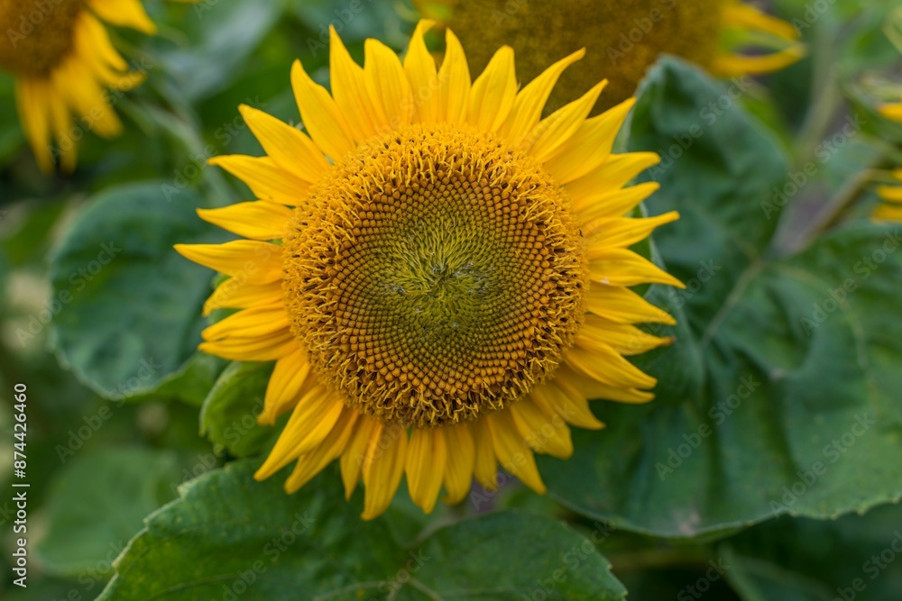 Obraz premium Close-up of a vibrant sunflower in full bloom with green leaves in the background