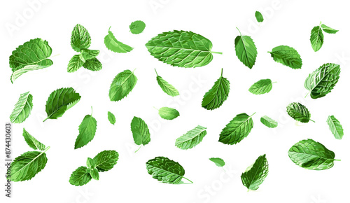 Fresh mint leaves flying delicious, aromatic herbs, culinary ingredient, organic gardening