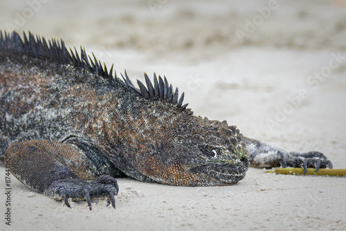 Retrato cercano de iguana marina sobre playa de arena blanca - Tortuga Bay - Isla Santa Cruz - Islas Galápagos - Ecuador © FCOLOMBATTI