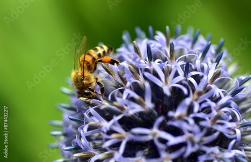 Biene auf einer Kugeldistel photo