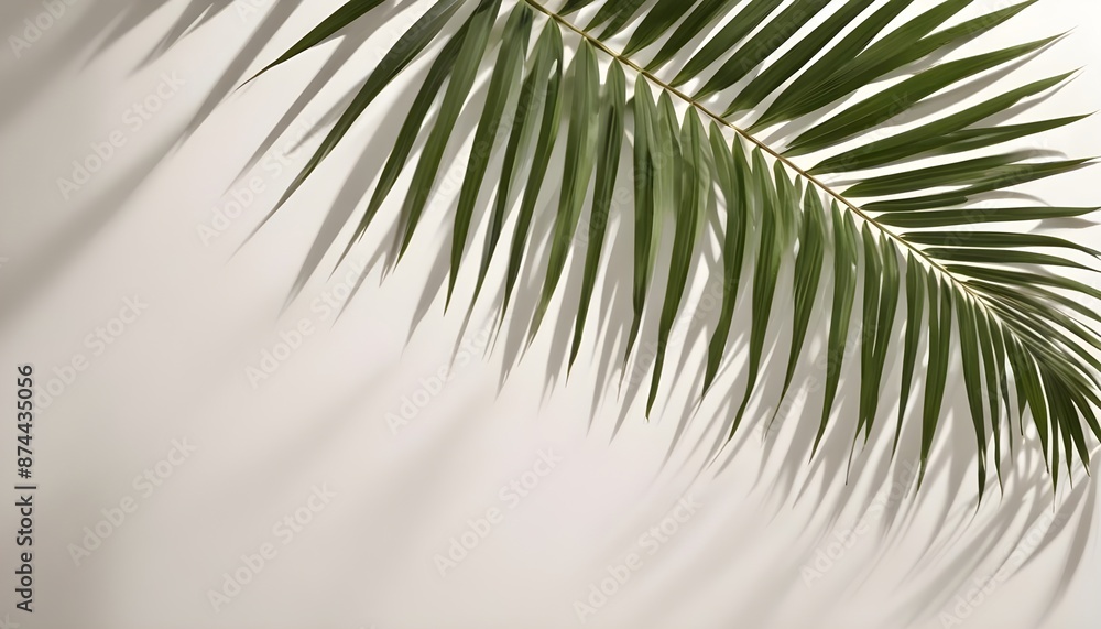 Fototapeta premium Palm leaves and shadow on a light background