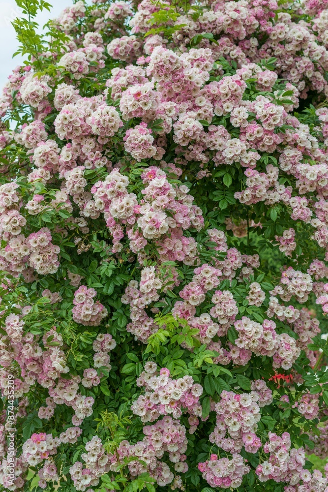 Obraz premium Lush bush with clusters of pink and white flowers in full bloom