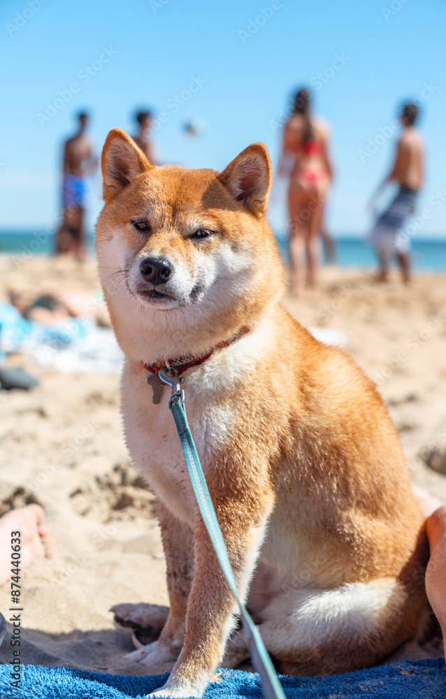 Shiba Inu dog sitting on the beach. Blurred crowded beach at the background. Shiba Inu dog sitting on the beach. Blurred crowded beach at the background.