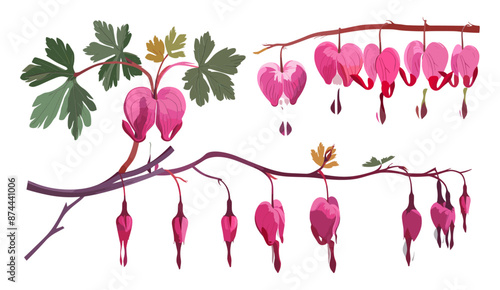 Redbud flowers flat vector illustration of bleeding heart isolated on white background, botanical botanical, plant stem, stem flowers