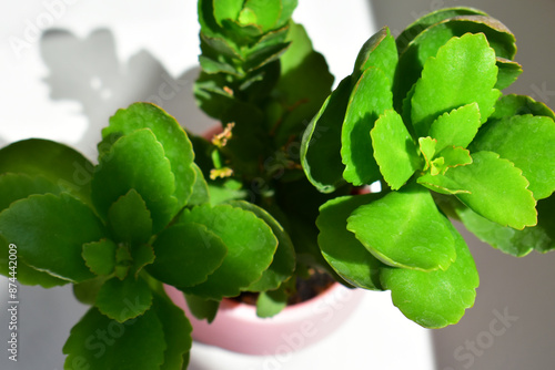 Green potted plant with wide leaves on white background with shadows. Top view. Succulent plant. Summer bright background. Beauty in nature.