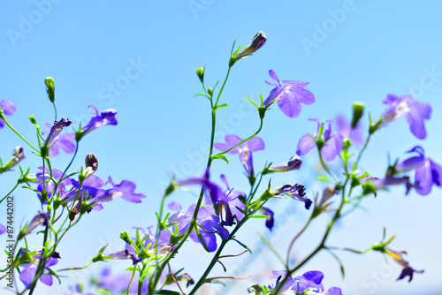 Small purple flowers on thin stems against a blue sky background. Field, meadow. Summer sunny background. Beauty in nature.