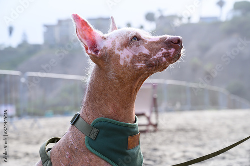 Schilderij op canvas Peruvian hairless dog with spots is enjoying a day at the beach