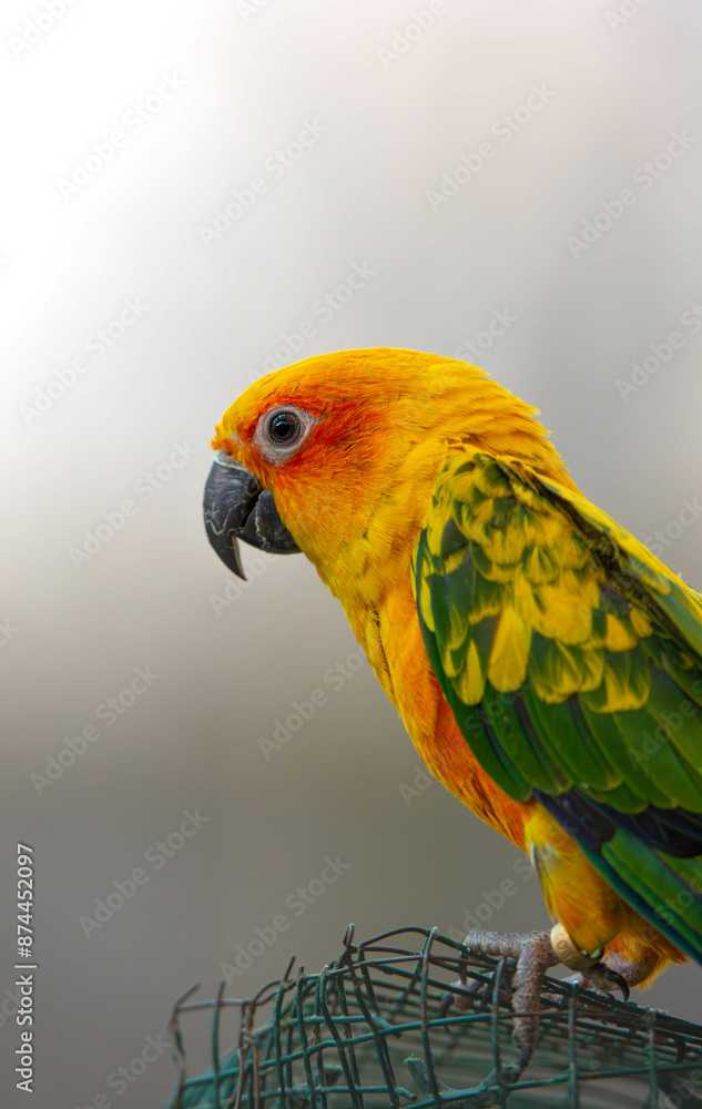 red and yellow sun parakeet red and yellow sun parakeet