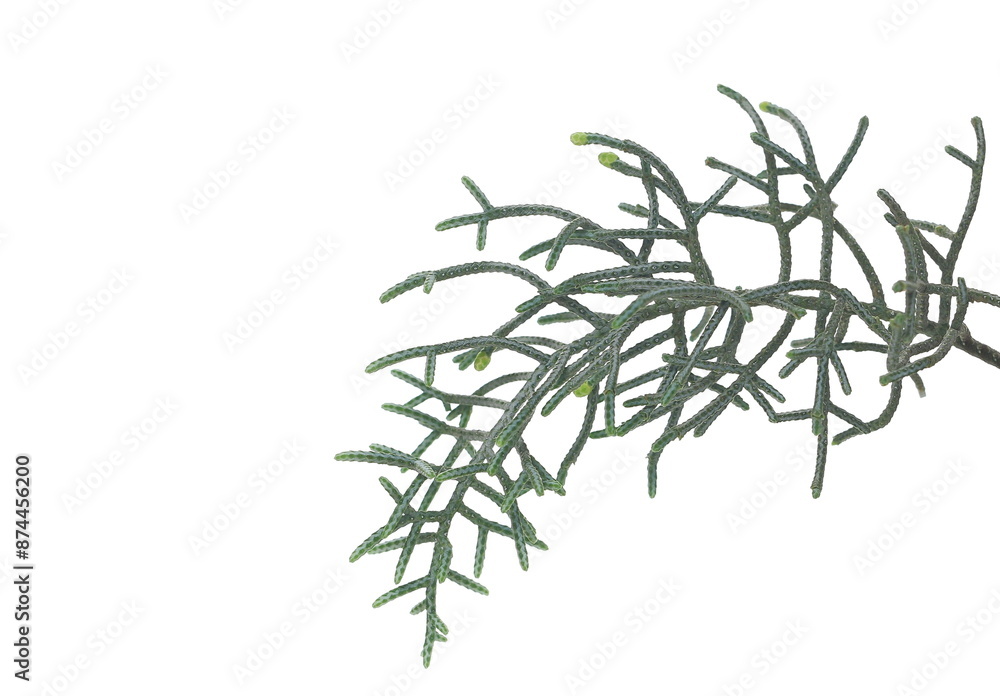 Fir tree branch isolated on white, clipping path Fir tree branch isolated on white, clipping path