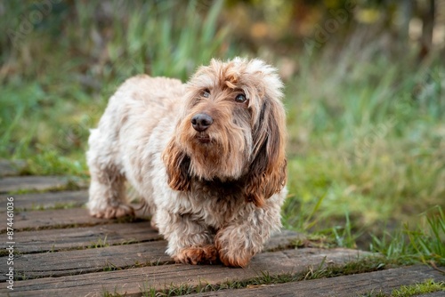 Cute long haired Dachshund standing on a wooden path in a grassy area outdoors