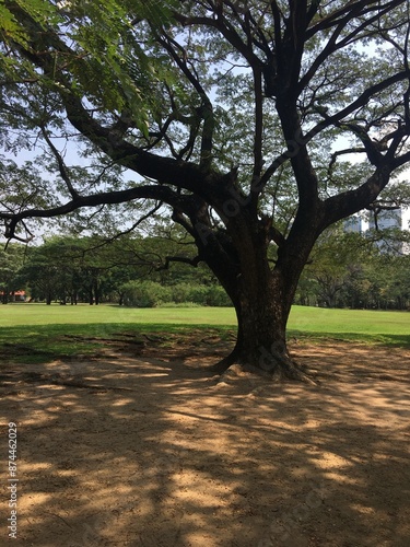 Big tree in the public park at bangkok,Thailand.