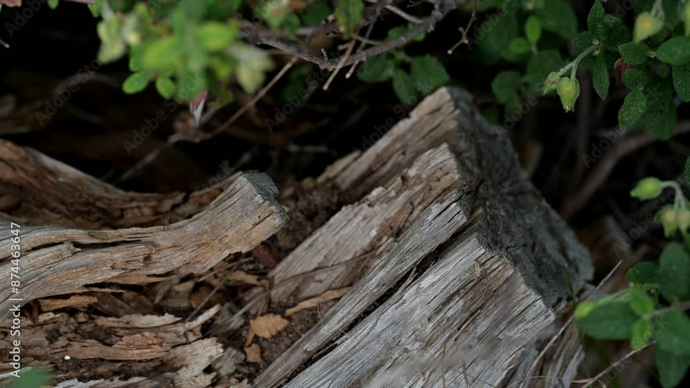 Close-up of weathered wood surrounded by green foliage, capturing the natural textures and organic elements of a forest scene.
Close-up of weathered wood surrounded by green foliage, capturing the natural textures and organic elements of a forest scene.
