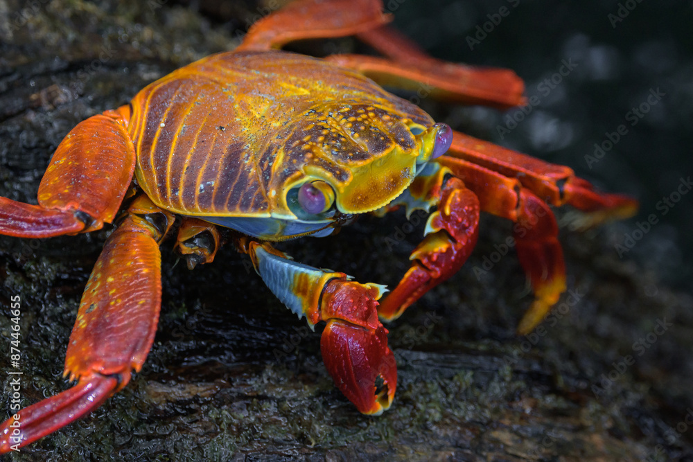 Cangrejo rojo de galápagos - Grapsus grapsus - Sally Lightfoot Crab - Isla Isabela - Islas galápagos - Ecuador Cangrejo rojo de galápagos - Grapsus grapsus - Sally Lightfoot Crab - Isla Isabela - Islas galápagos - Ecuador