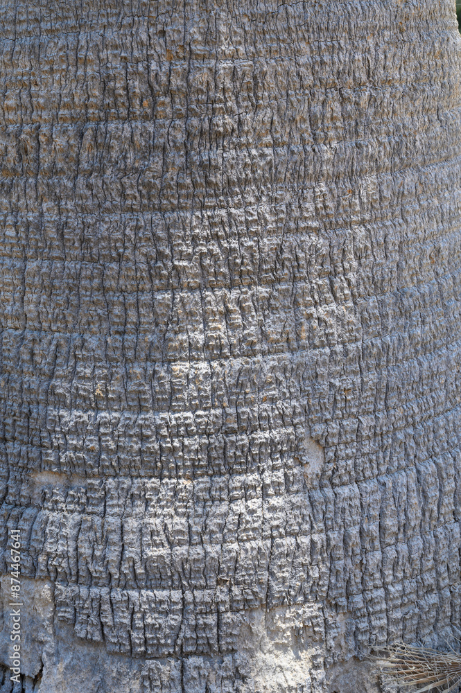 Fototapeta premium Cracked wood texture background. Closeup palm bark