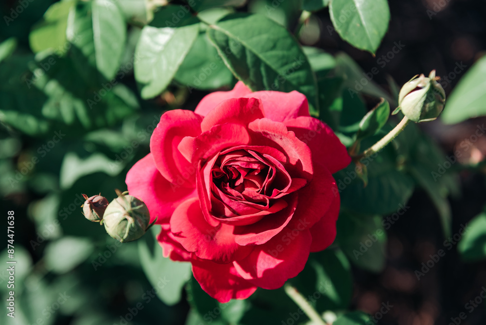 red garden rose, close-up view of blossom, hard sun light red garden rose, close-up view of blossom, hard sun light