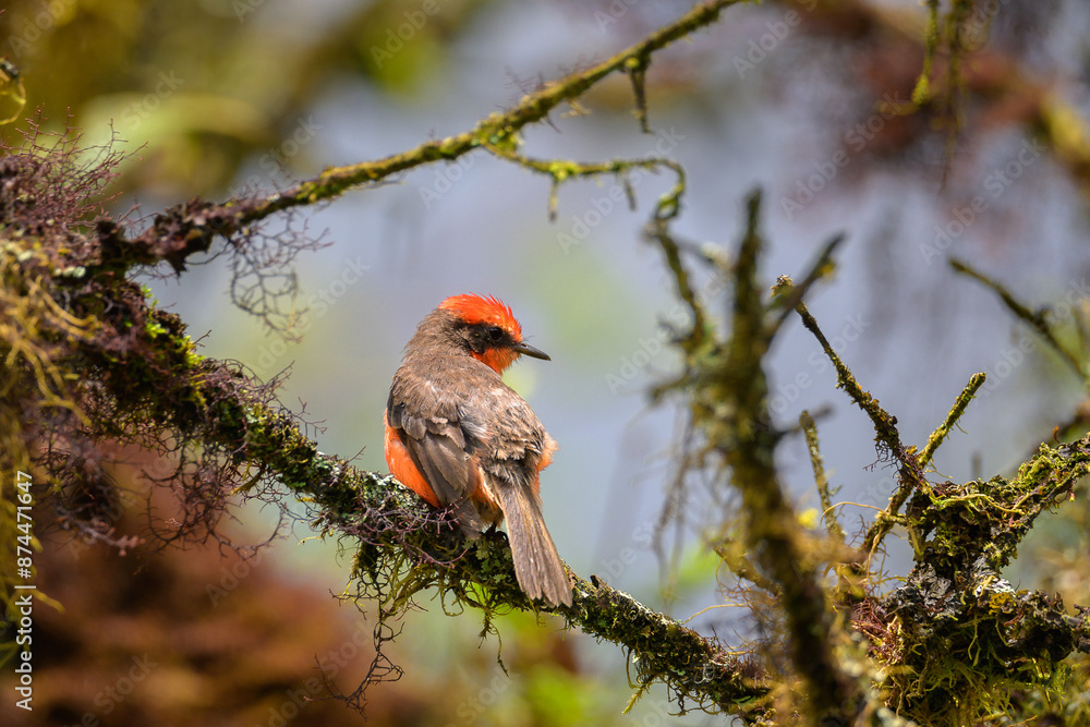 Pájaro Brujo pequeño macho - mosquero de Galápagos - Pyrocephalus nanus - Isla Isabela - Islas Galápagos - Ecuador Pájaro Brujo pequeño macho - mosquero de Galápagos - Pyrocephalus nanus - Isla Isabela - Islas Galápagos - Ecuador