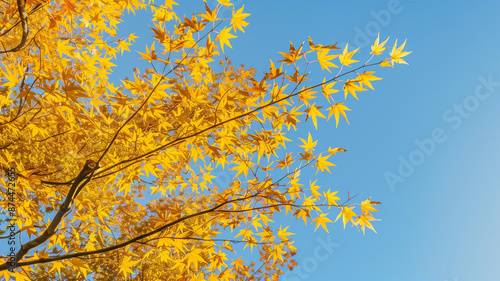 青空に映える黄金色の日本の紅葉 © bephoto