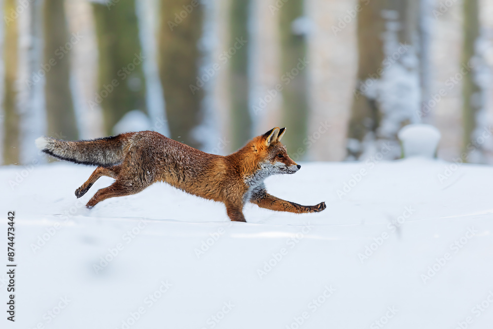 Obraz premium male red fox (Vulpes vulpes) stands and is very attentive and shy