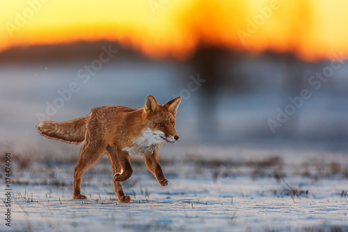 male red fox (Vulpes vulpes) running through the winter landscape and the sun rises