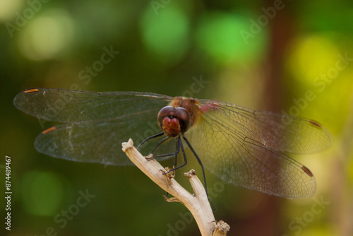 Closeup Dragonfly. Beautiful Insect Wildlife Wall Decor. photo