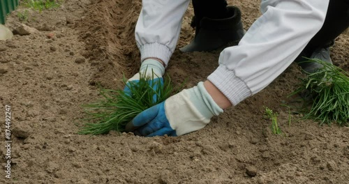 A woman plants flowers in a flowerbed in the garden. A woman wearing gardening gloves plants bulbous flowers in the ground. Replanting flowers in the garden. photo