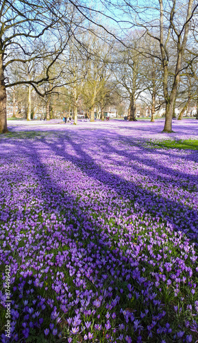 Wallpaper Mural Carpet of vibrant purple crocuses blooming under the spring sunlight, with the shadows of trees stretching across the park, Husum, Germany , Husumer Schloss Park Torontodigital.ca