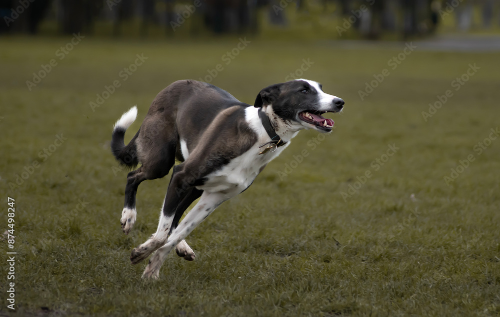 Portrait of a cute and happy mixed breed black and white rescue dog with big ears running on a green field Portrait of a cute and happy mixed breed black and white rescue dog with big ears running on a green field