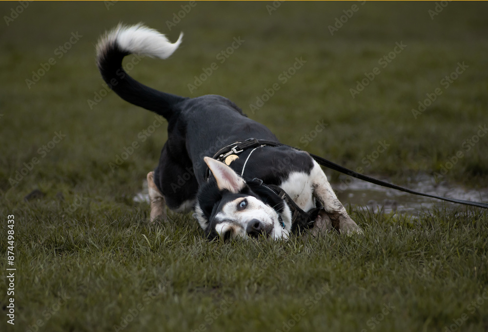 A unique and weir looking cute husky and corgi mix with expressive bright blue eyes playing in a mud puddle enjoying life in a green park during her dog walk A unique and weir looking cute husky and corgi mix with expressive bright blue eyes playing in a mud puddle enjoying life in a green park during her dog walk