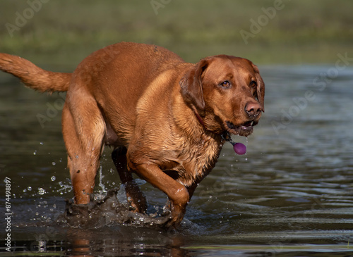 A beautiful Red Fox Labrador Retriever dog with a shiny coat playing in the water on a sunny day