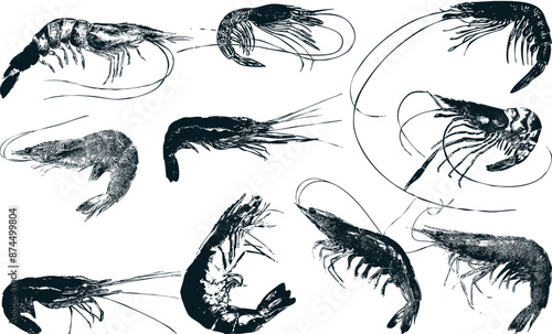 prawn vector set