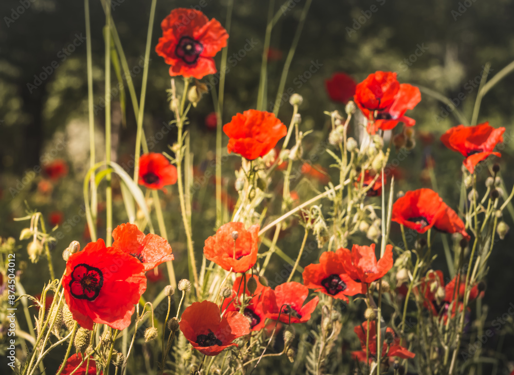 Obraz premium Bright red poppy flower in poppy field in macro with blurred background in Tien Shan mountains in Pamir for background landscape minimalism