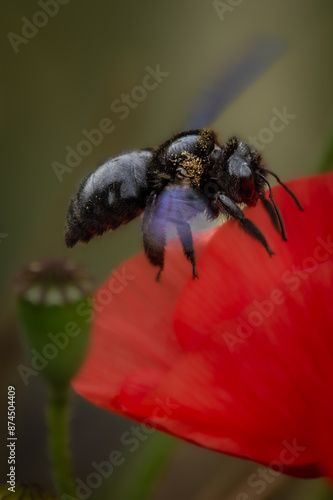Holzbiene auf Mohnblume