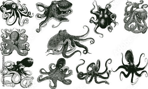 octopus