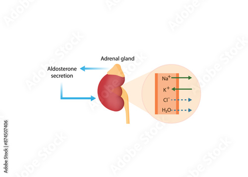 Adrenal gland. Aldosterone secretion. Water reabsorption and salt retention. Vector illustration.