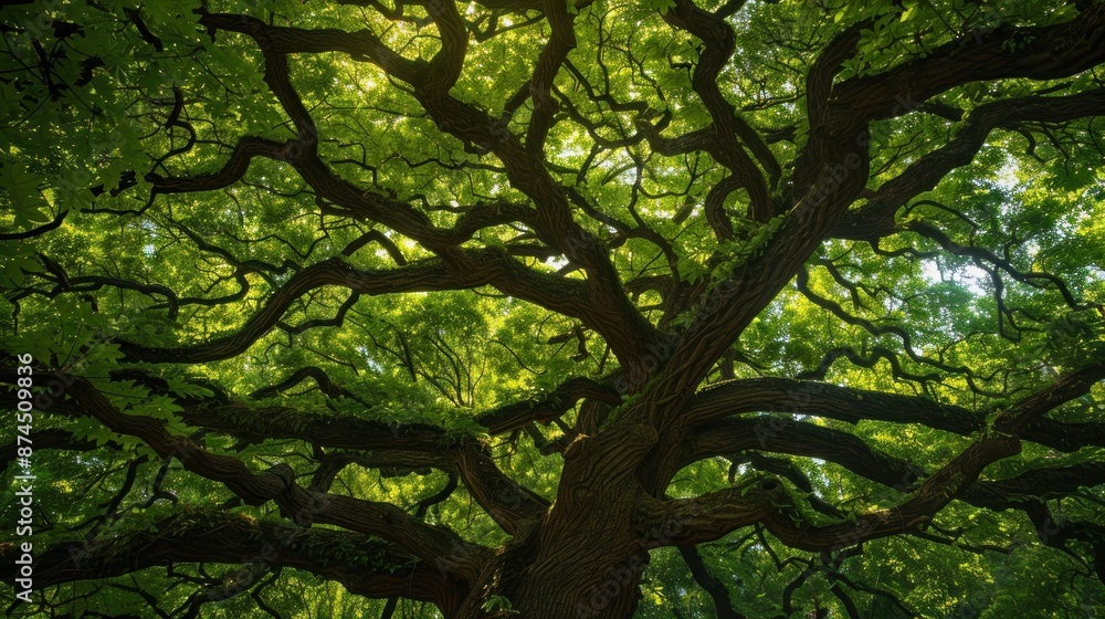 Ancient Tree Canopy Ancient Tree Canopy