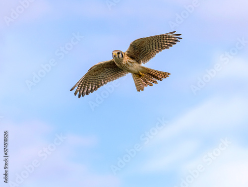 Female American Kestrel in flight under a clbeautiful sky