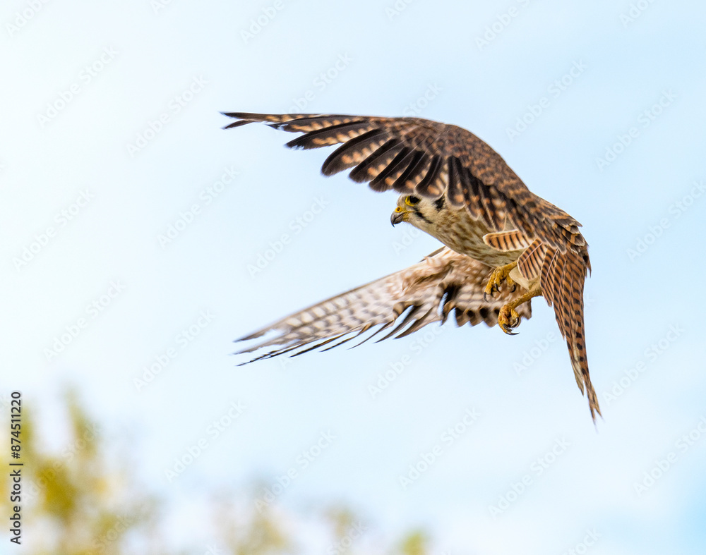 Fototapeta premium Female American Kestrel in flight under a clbeautiful sky
